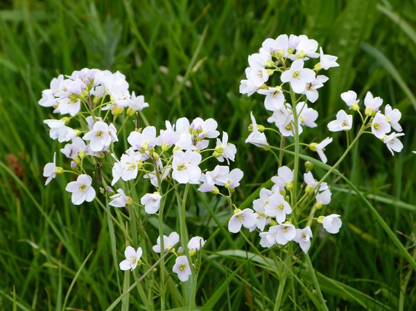 Wiesenkresse, auch als Wiesenschaumkraut bekannt