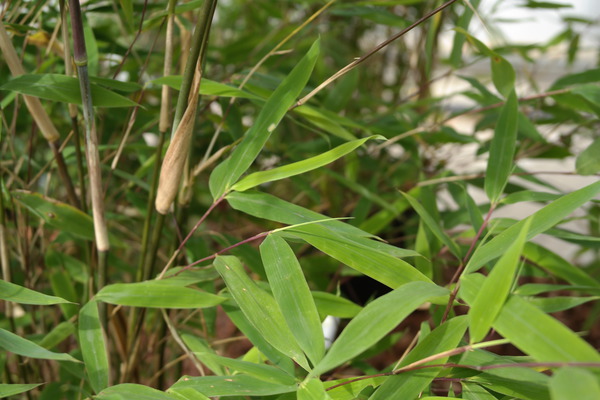 Grüne Bambusblätter