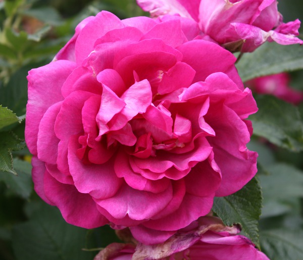 Rose 'Wild Edric'