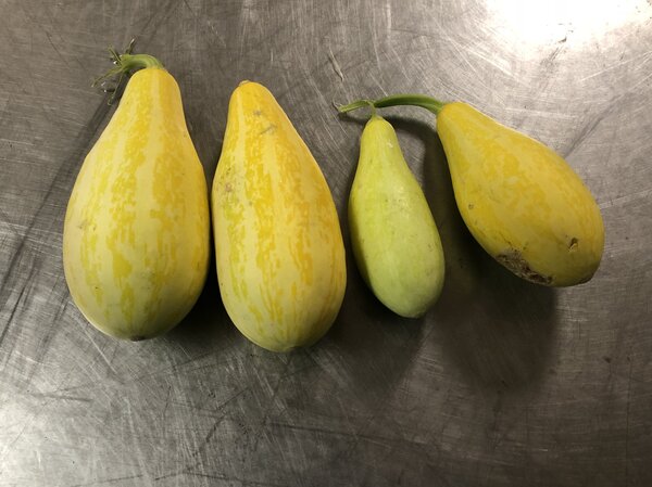 wilder K&uuml;rbis Cucurbita pepo