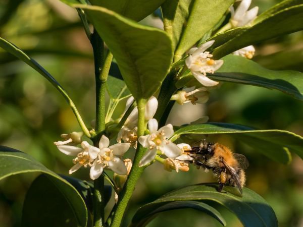 Bienenfreundlicher Garten