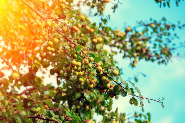 Wildbirne, Pyrus pyraster