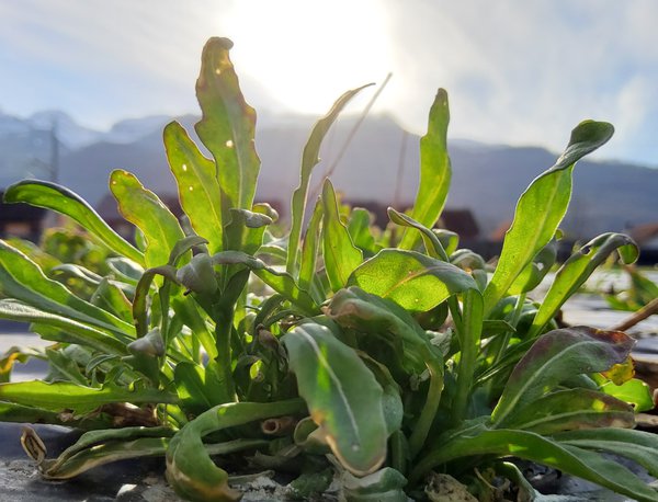 Wilde Rauke Grazia Diplotaxis tenuifolia