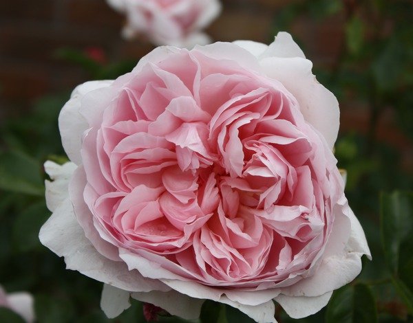 Englische Rosen Rose Wild Eve Lubera