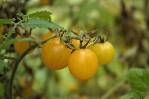 Wildtomate Golden Currant Tomate von der Seite, tomaten säen
