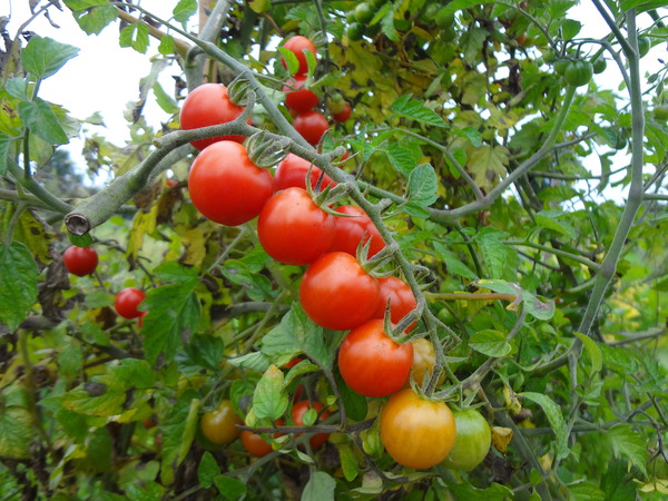 Wildtomate 'Rote Murmel' (Solanum lycopersicum)