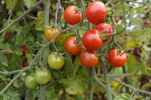 Tomaten anbinden Wildtomate Rote Murmel Tomate