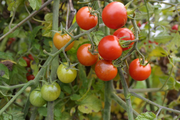 Wildtomate Rote Murmel Tomate am Strauch reif unreif