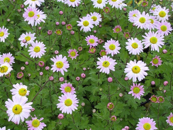 Chrysanthemum x hort. Innocence Lubera