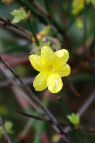 Pflanzen die im Winter blühen Lubera Jasminum nudiflorum