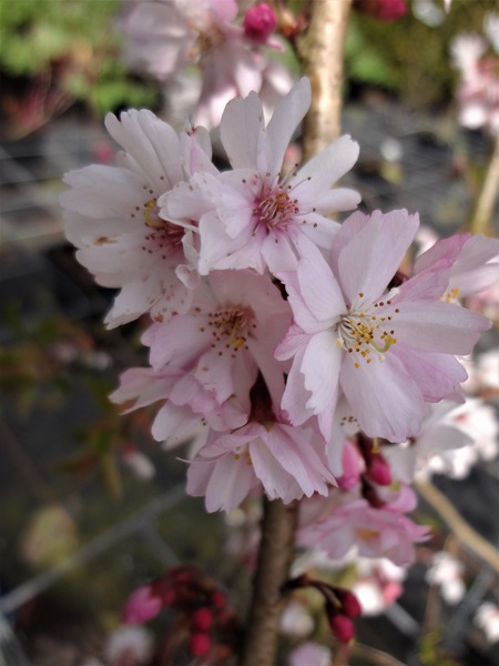 Gartenarbeit im Januar Lubera Prunus subhirtella autumnalis Blüte
