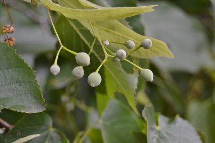 Winterlinde (Tilia cordata)