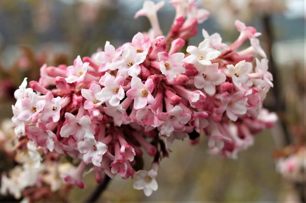 Viburnum bodnantense Charles Lamont, der Winterblüher