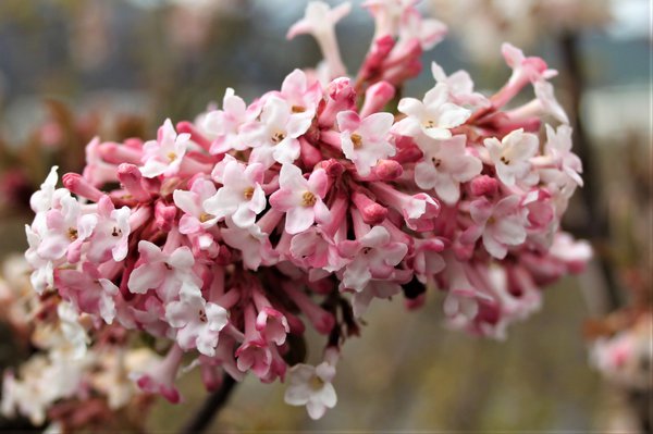 Viburnum bodnantense 'Charles Lamont', der Winterblher 