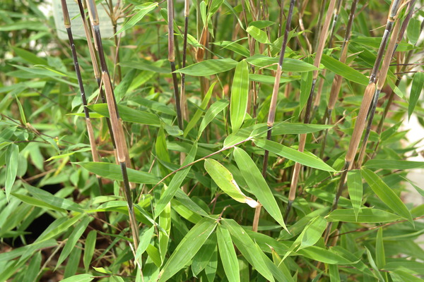 Immergrüne Bambusblätter