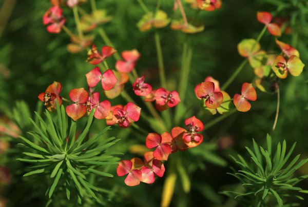 Zypressen-Wolfsmilch (Euphorbia cyparissias) 