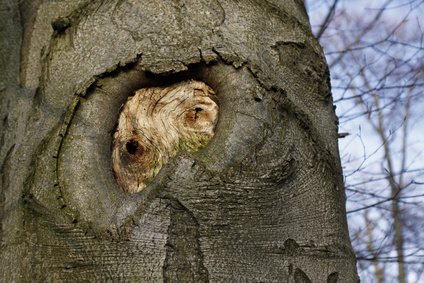 Baumwachs als Wundverschluss 