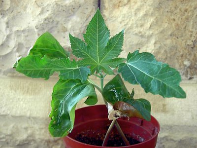 Wunderbaum (Ricinus communis) - Gartenzauber