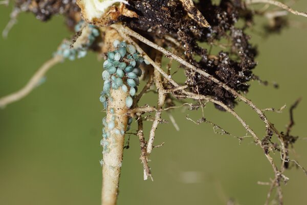 Wurzell�use, Aphis sambuci nach dem Wirtswechsel auf Silene dioica