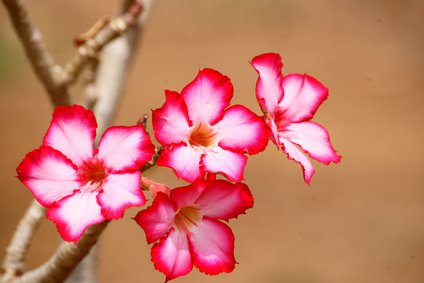 blühende Wüstenrose