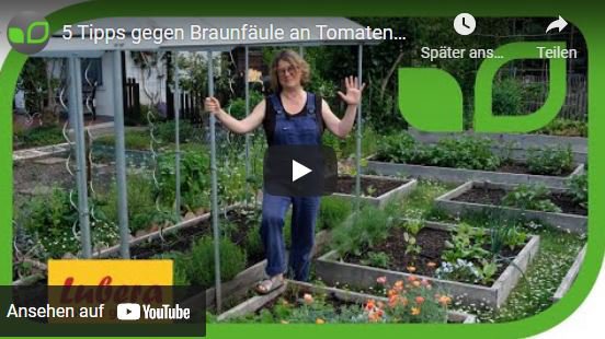 YouTube Video Anja und Andreas Tomaten Tipps gegen Braunfäule Phytophthora infestans, Lubera