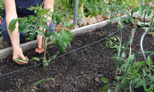 YouTube Video Anja und Andreas Tomaten Tipps gegen Braunfäule Phytophthora infestans, Lubera