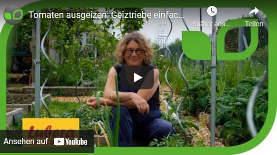 YouTube Video Anja und Andreas Tomaten ausgeizen