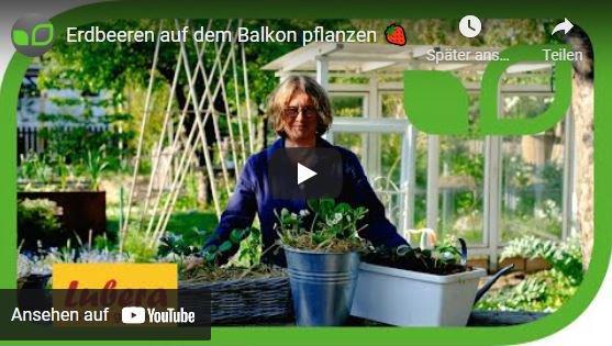 Video Anja und Andreas Erdbeeren auf dem Balkon