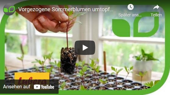 YouTube Video Anja und Andreas vorgezogenen Sommerblumen umtopfen