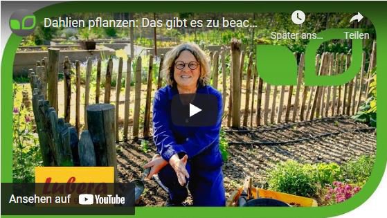 YouTube Video Anja und Andreas Dahlien pflanzen