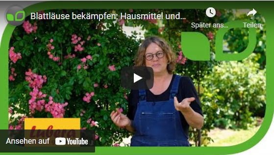YouTube Video Anja und Andreas Blattläuse bekämpfen