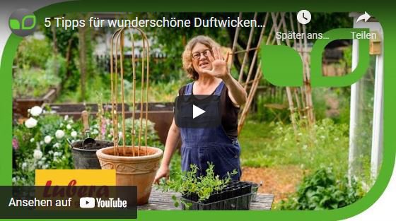 YouTube Video Anja und Andreas Duftwicken 5 Tipps