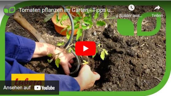 YouTube Video Anja und Andreas Tomaten pflanzen