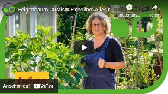 YouTube Video Anja und Andreas Gustis Ficcolino