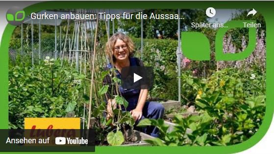 YouTube Video Anja und Andreas Gurken pflanzen