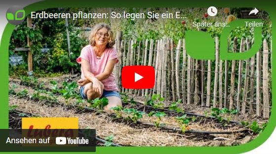 YouTube Video Anja und Andreas Erdbeeren pflanzen