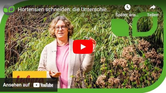 YouTube Video Anja und Andreas Hortensien schneiden