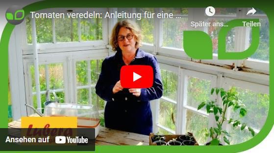 YouTube Video Anja und Andreas Tomaten veredeln