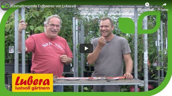 YouTube Video Einmaltragende Erdbeeren von Lubera