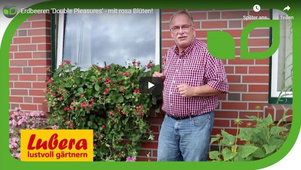 YouTube Video Erdbeeren Double Pleasures