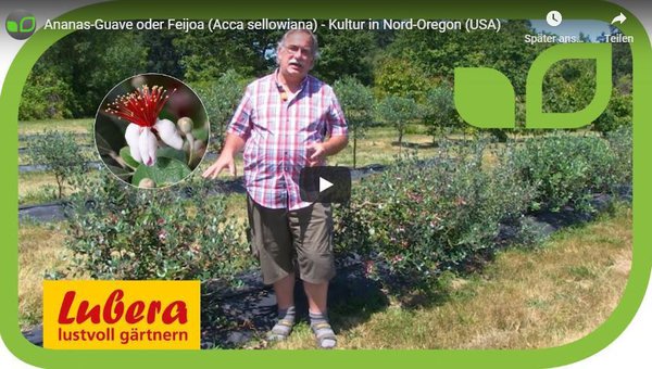 YouTube Video Feijoa brasilianische Guave