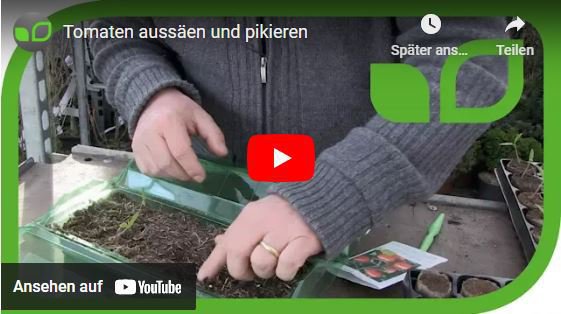 YouTube Videoo Tomaten säen