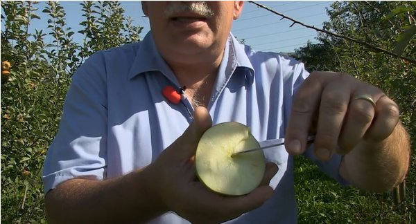 YouTube Video Züchtung samenloser resistenter Apfelsorten bei Lubera Malus domestica Faibella