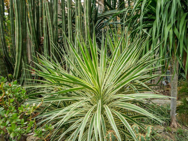 Yucca winterhart Yucca aloifolia