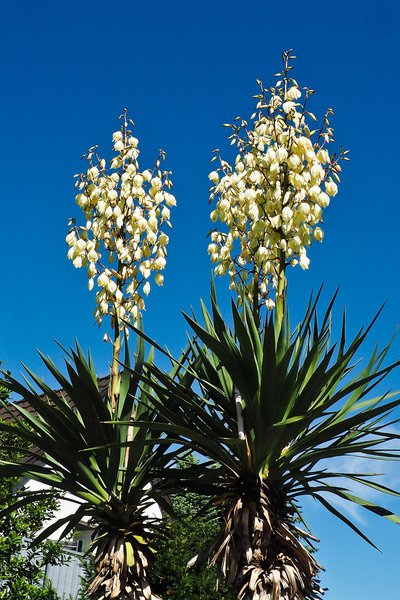 Kerzen-Palmlilie (Yucca gloriosa)