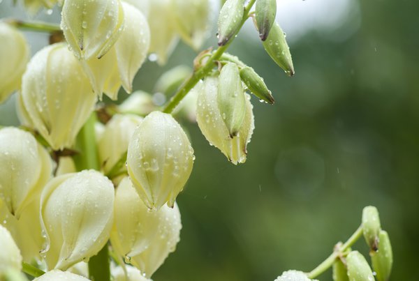 Yucca Palme Blüte.