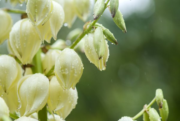 Yucca Palme Blte.