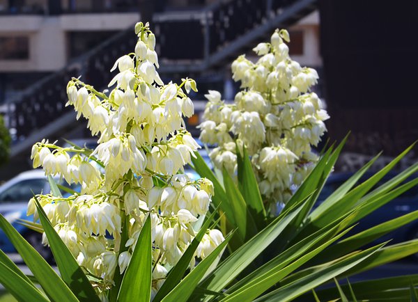 Blten der Yucca Palme sind essbar.