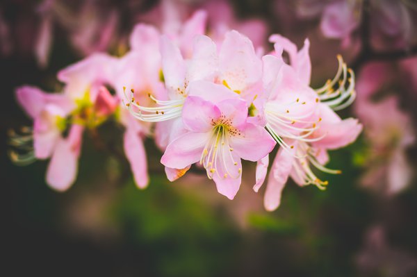 Rhododendron mit rosanen Blüten 