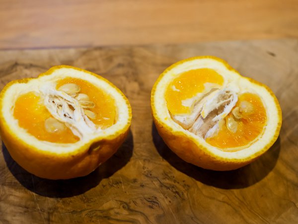 Frucht der Yuzu Pflanze (Citrus juno) aufgeschnitten